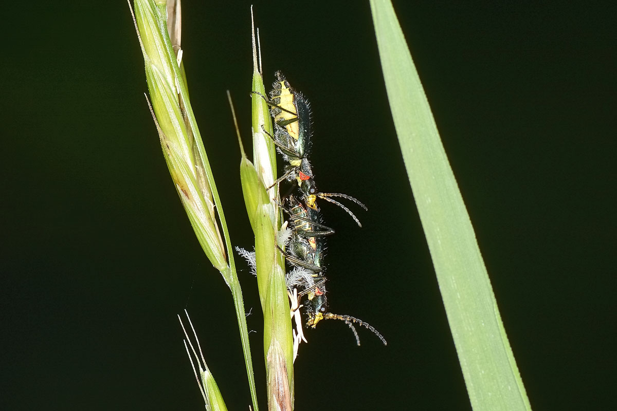 Tenere effusioni tra Malachiidae: Clanoptilus emarginatus